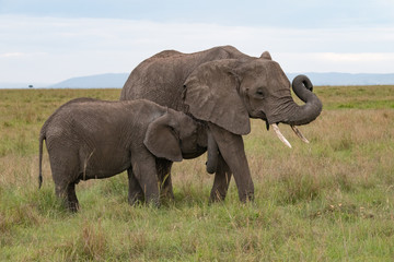 Naklejka na ściany i meble close up of elephant calf feeding from its mother in Masai Mara
