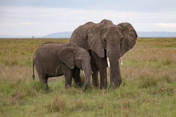 Naklejka na ściany i meble Mother and baby elephant in Masai Mara