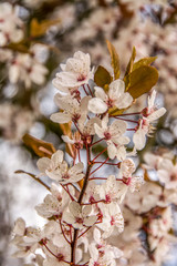 spring blossom in beatuful united kingdom