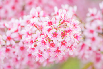 Spring time with beautiful cherry blossoms, pink sakura flowers.