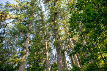 Fototapeta premium trees in the forest