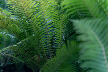 Beautyful ferns leaves green foliage natural floral fern background in sunlight.