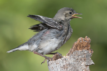 Hungry bird, chick of White wagtail calling mom (Motacilla alba)