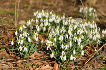 Schneeglöckchen im Wald