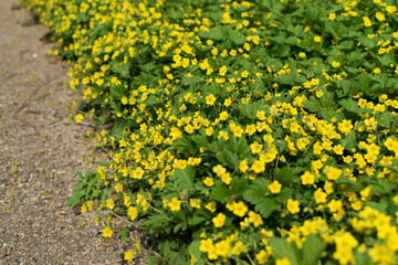 Many yellow flowers of waldsteinia or flowering barren strawberries