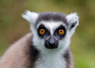 Fototapeta premium Ring-tailed lemur (Lemur catta), Anja Reserve, Madagascar