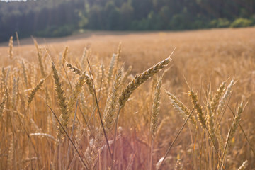 Fototapeta premium Getreidefeld im Sommer