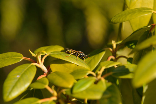 Gallische Feldwespe (Polistes dominula)