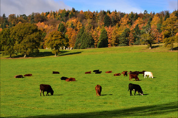 Longer View of Hascombe Stone Circle with Cows in the Field