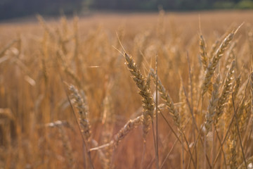 Fototapeta premium Getreidefeld im Sommer
