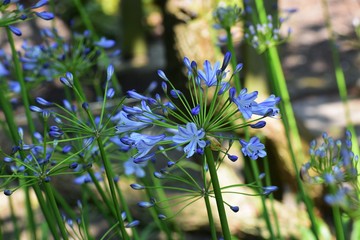 Agapanthus Africanus (African Lily), is a flowering plant from the genus Agapanthus. Family:...
