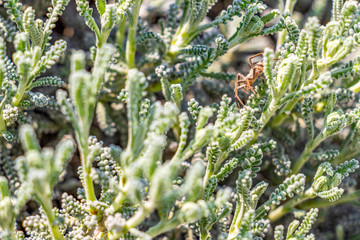 Garden spider on April Santolina chamaecyparissus or cotton lavender stem in the village of Krum, Southern Bulgaria, selective focus, abstract background