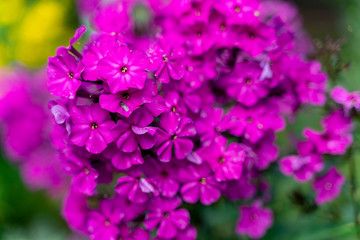 Natural flower background. Amazing nature view of purple flowers blooming in garden under sunlight at the middle of summer day.