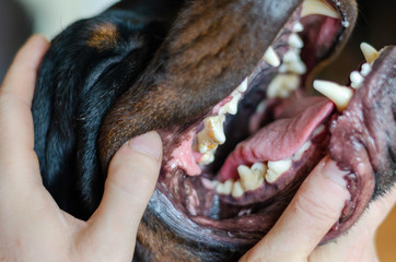 Examination of a dog’s teeth by a veterinarian. Close-up. Soft focus.