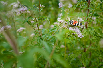 Obraz premium joli papillon