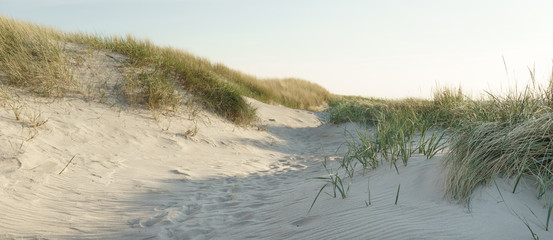 Dünengras am Meer