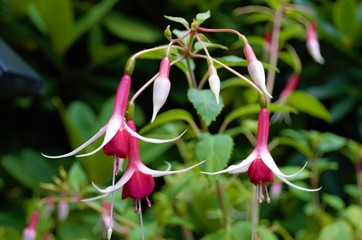 Beautiful Butchart Garden, BC 