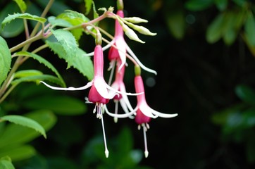 Beautiful Butchart Garden, BC 