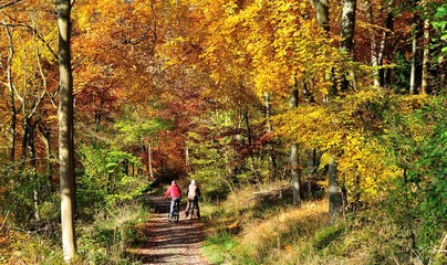 Wendover Woods with Cyclists