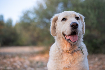 Portrait of a Kuvasz dog looking happy, in the Corsican maquis