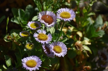 Erigeron Alpinus (also called Alpine Fleabane) is a European species of perennial plant in the Daisy family, Asteraceae.