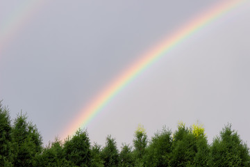Large, colorful, vivid rainbow against a gray sky and thuya trees at the bottom of the frame with lots of negative space