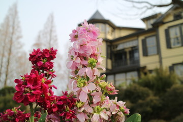 横浜外交官の家で咲くアラセイトウの花