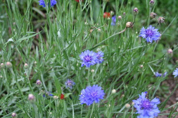 Flowers in Avila Caracas Venezuela