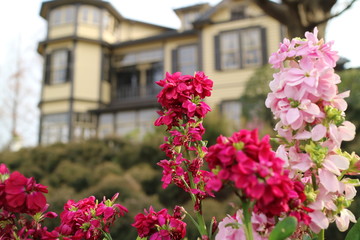 Fototapeta na wymiar 横浜外交官の家で咲くアラセイトウの花