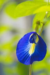 Butterfly pea flower and green leaf in the morning.