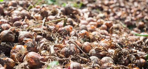onion harvest in the garden