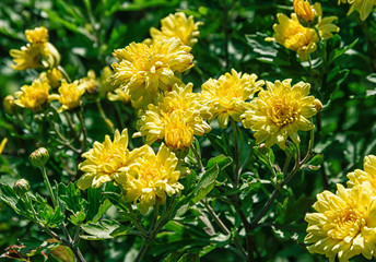 Blooming yellow chrysanthemums