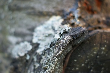 Resin on the tree with cherry blossom in the background