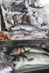 Mix of fresh fish on the open market
