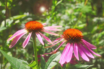 Obraz premium two red coneflowers in a green garden