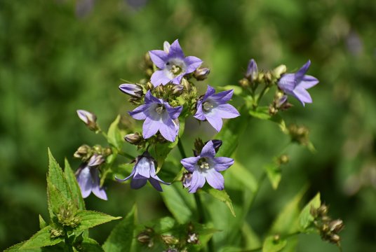 Flowers of Campanula Rapunculoides, known as creeping bellflower or rampion bellflower, is a perennial herbaceous plant of the genus Campanula in the Campanulaceae family.
