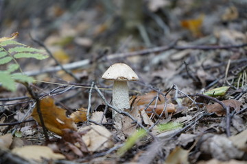 Mushroom in the forest. Mushroom flywheel