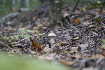 Mushroom in the forest. Mushroom flywheel