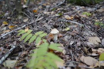 Mushroom in the forest. Mushroom flywheel