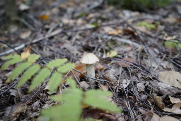 Mushroom in the forest. Mushroom flywheel