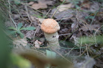 Mushroom in the forest. Mushroom Boletus red
