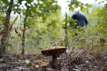 Mushroom in the forest. Mushroom flywheel