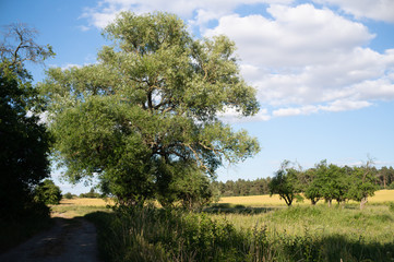 Fototapeta premium Landschaft im Sommer