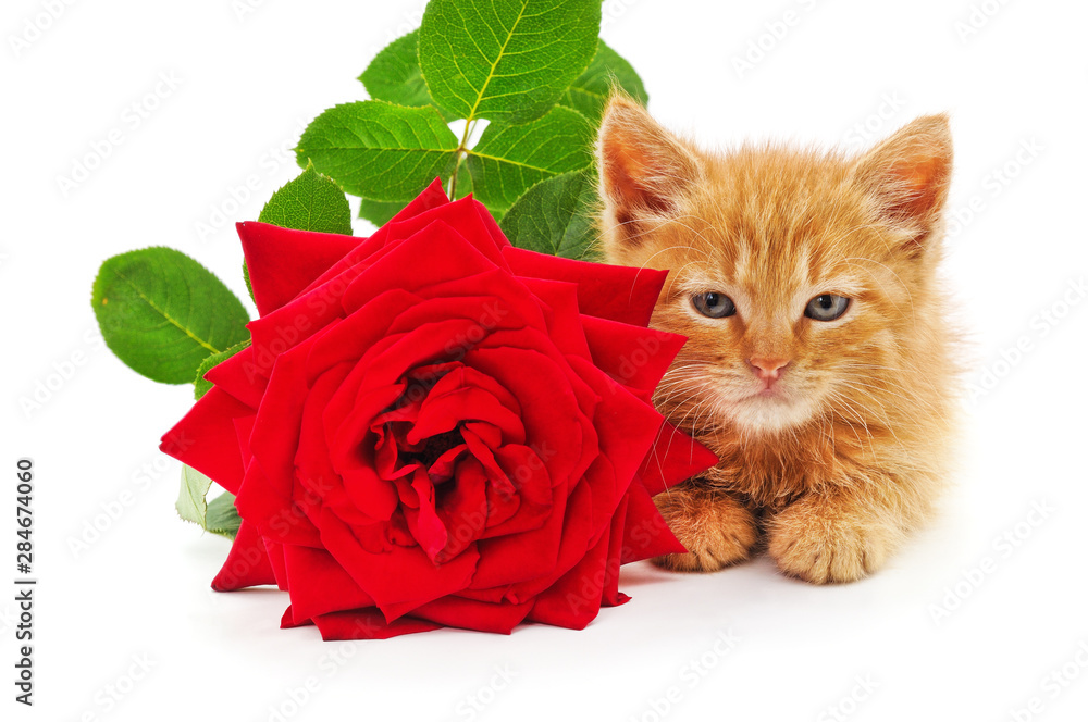 Canvas Prints brown kitten and red rose.