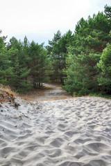 Slowinski National Park on the Baltic Sea coast, near Leba, Poland. Beautiful sandy beach, dune...
