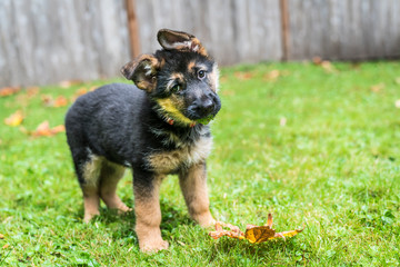 German Shepherd puppy with classic head tilt.