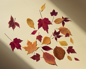 Colorful autumn leaves. Bright sunlight and shadows at edges of frame. Beige background, flat lay