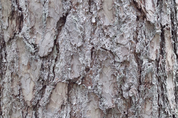 Wood Background
