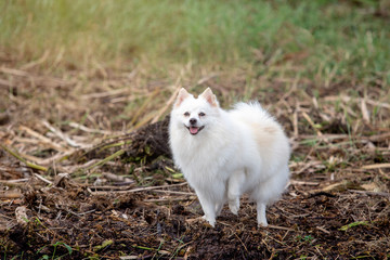 Naklejka na ściany i meble Cute white dog on nature, outdoor