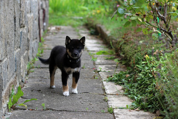little black puppy shiba inu standing in the garden